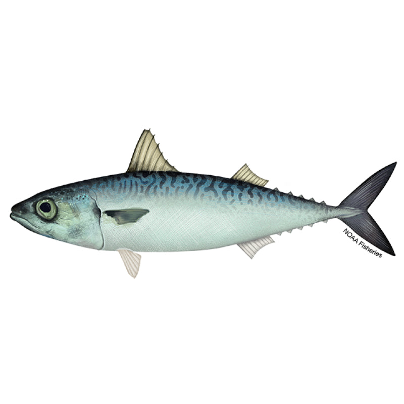 Mackerel