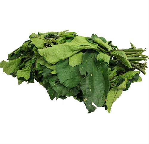 Ugu Leaves Fresh