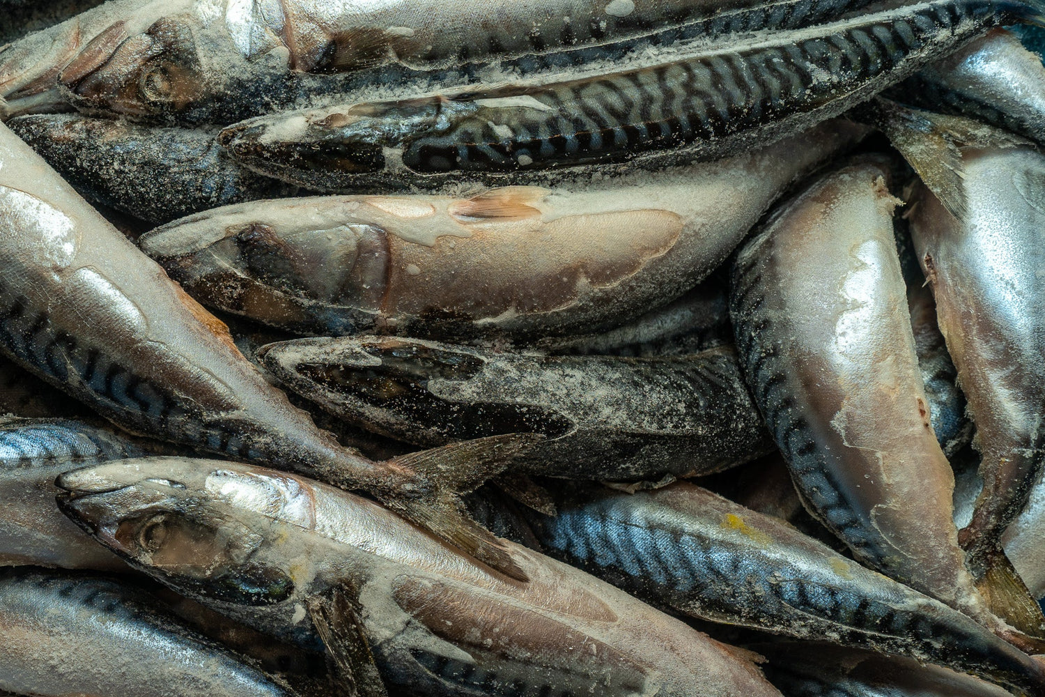 Frozen Fish & Seafoods