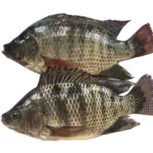 Gutted Scaled Tilapia 800-1000gm