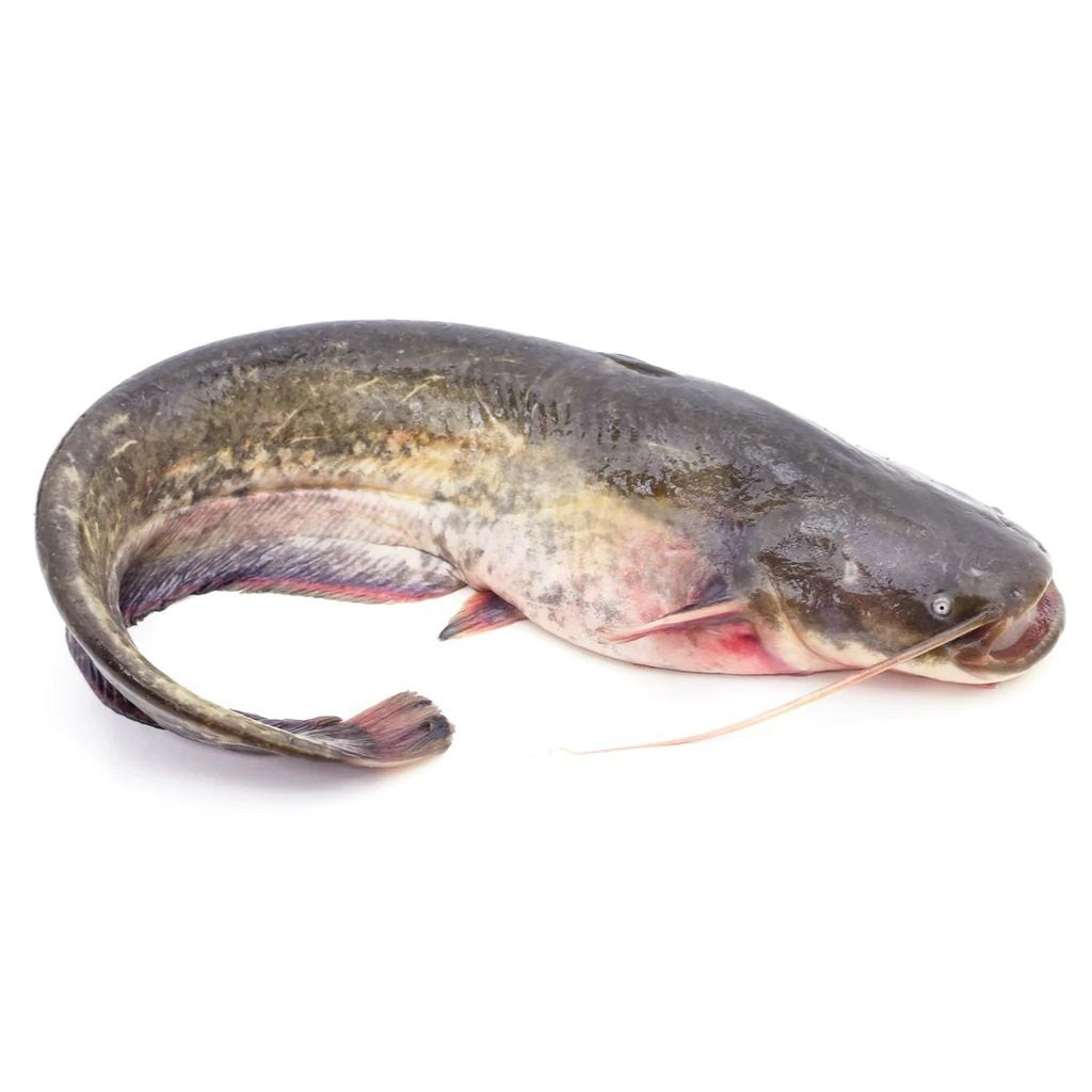 As Frozen Whole Catfish Gutted 2.5Kg
