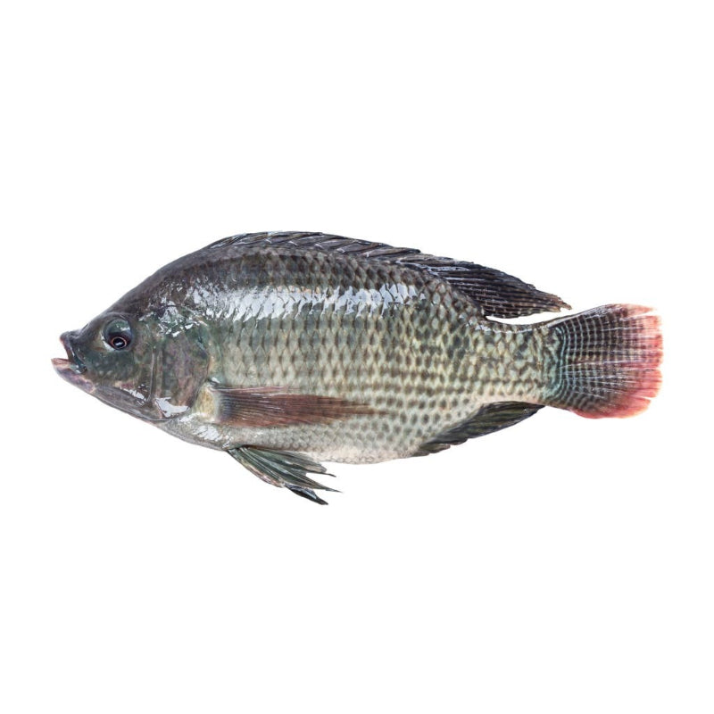 Head On Gutted Scaled Tilapia 300-500G