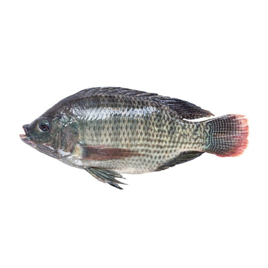 Gutted Scaled Tilapia 500-800gm