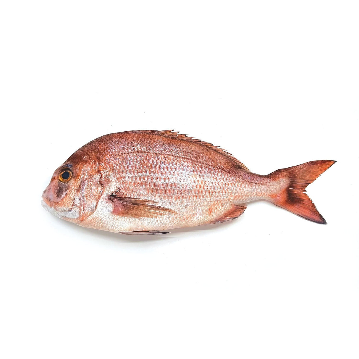 Red Breem Whole